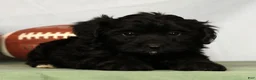 Yorkiepoo dogs for sale: Eden - Ad 6