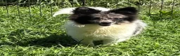 Pomeranian dogs for sale: Pomeranian 1 - Ad 4