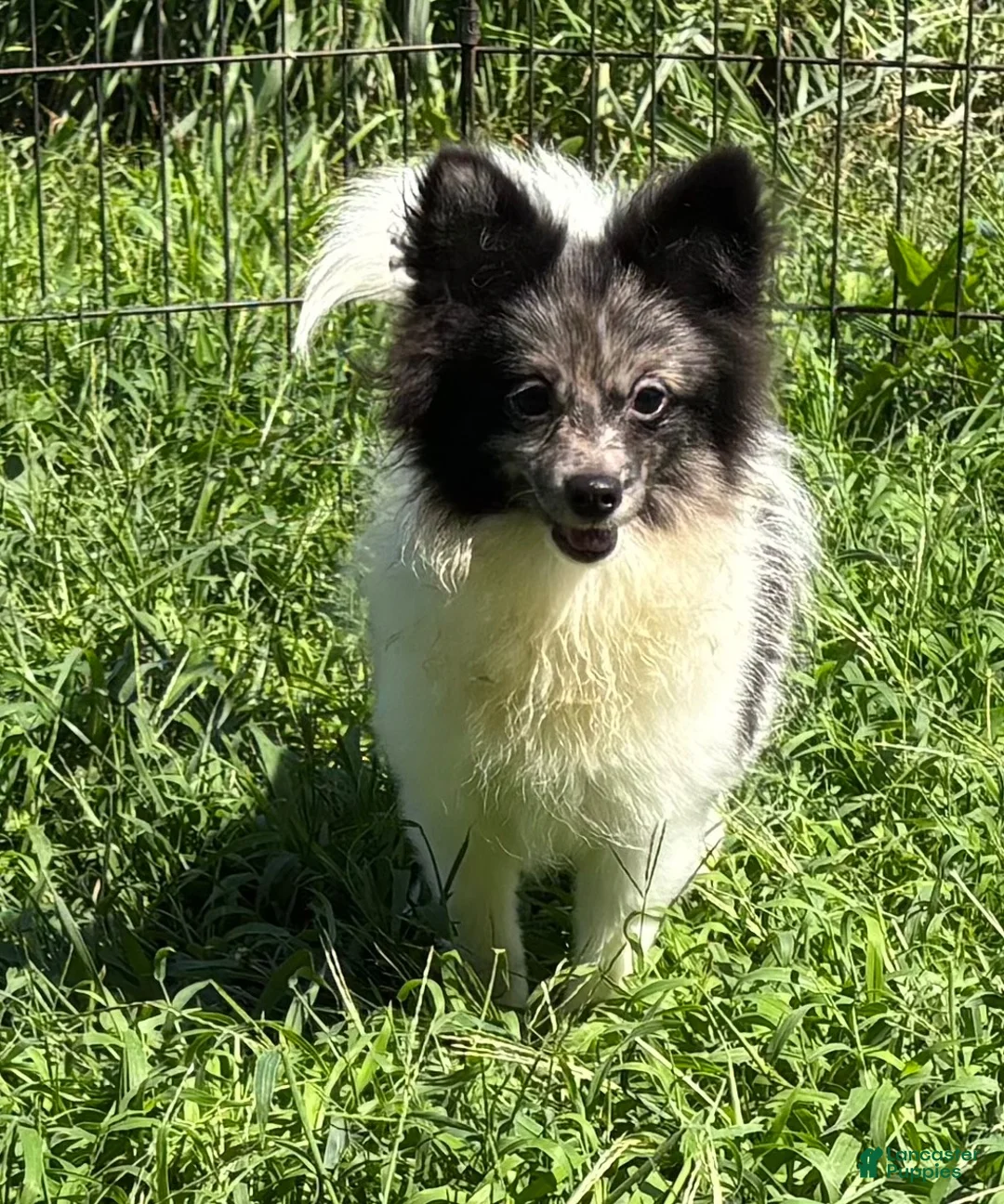 Pomeranian dogs for sale: Pomeranian 1 - Ad 4