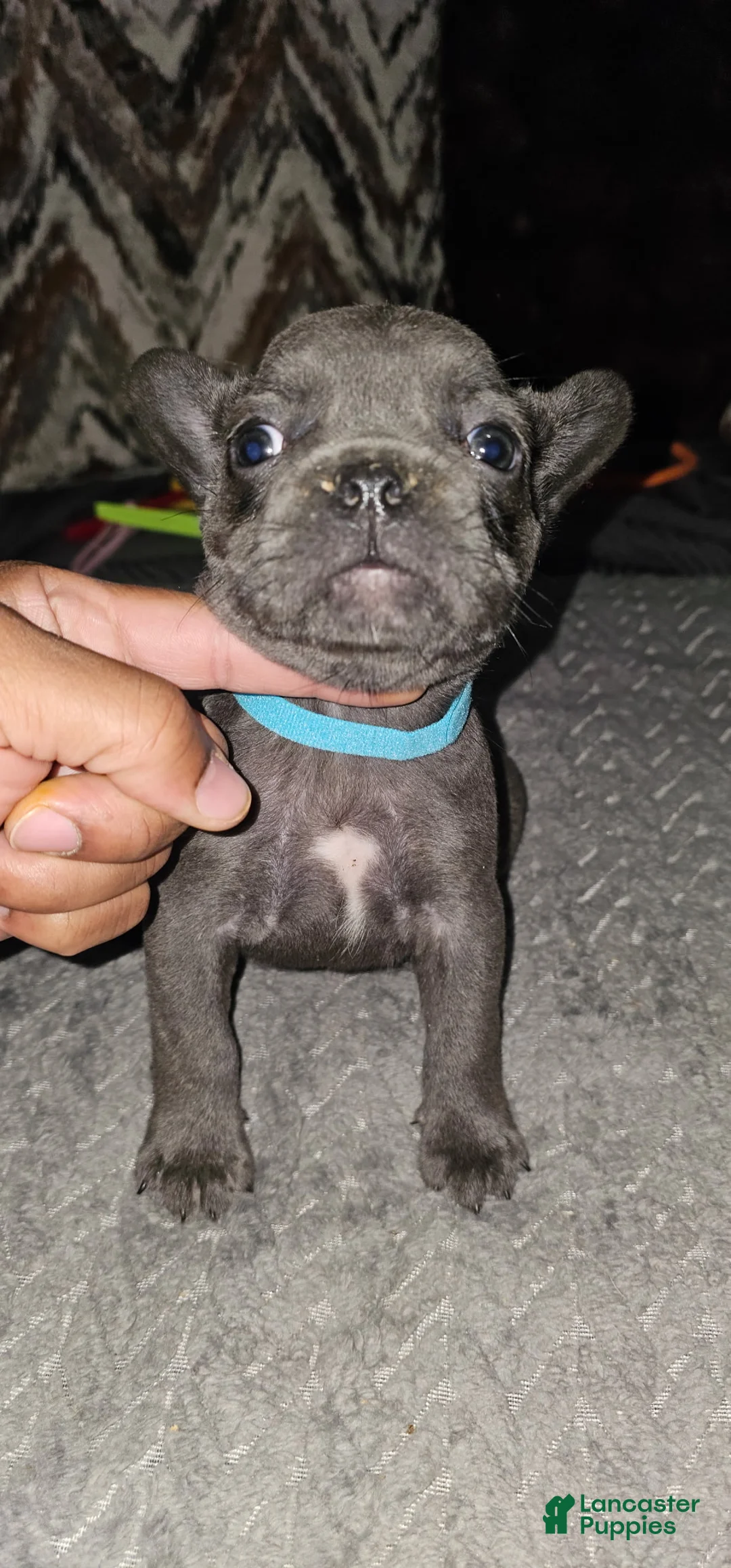 French Bulldog dogs for sale: French Bulldog 5 - Ad 2