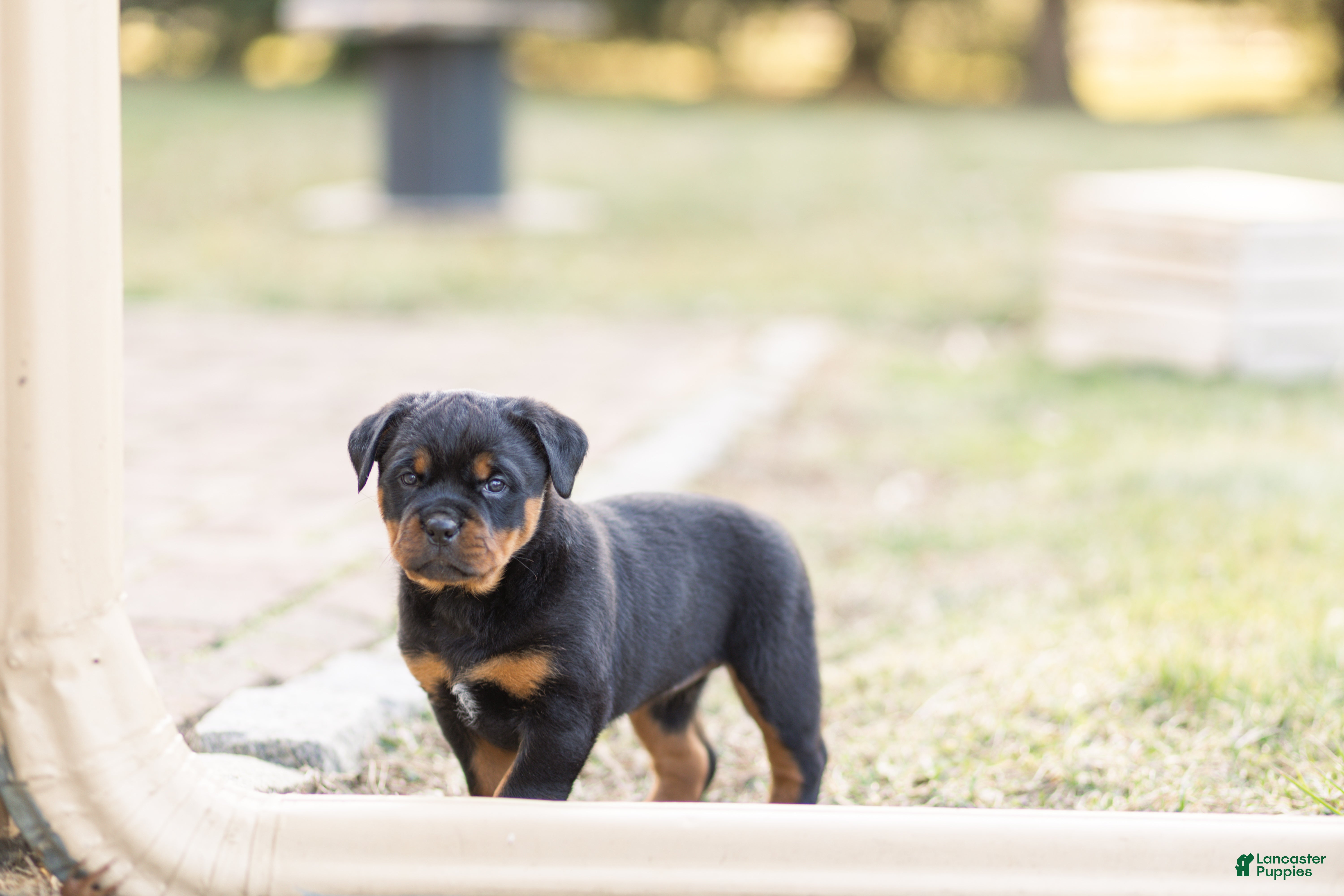 Rottweiler dogs Rottweiler Puppy 1 - Ad 1