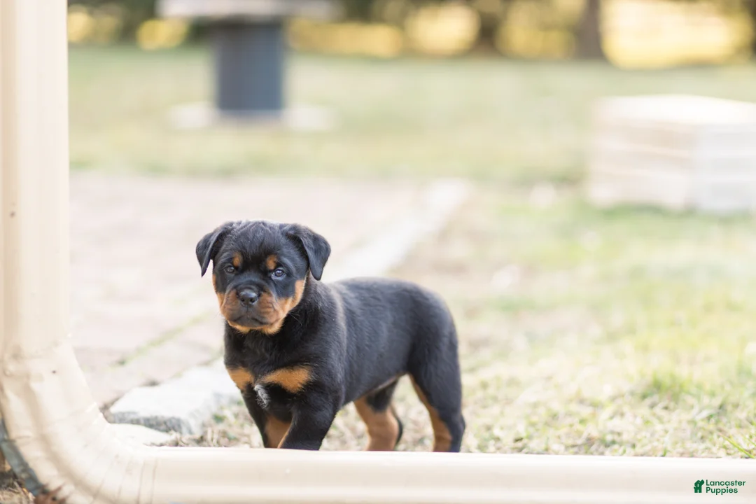 Rottweiler dogs for sale: Rottweiler Puppy 1 - Ad 1