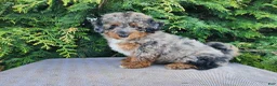Mini Bernedoodle dogs for sale: Lettie - Ad 3