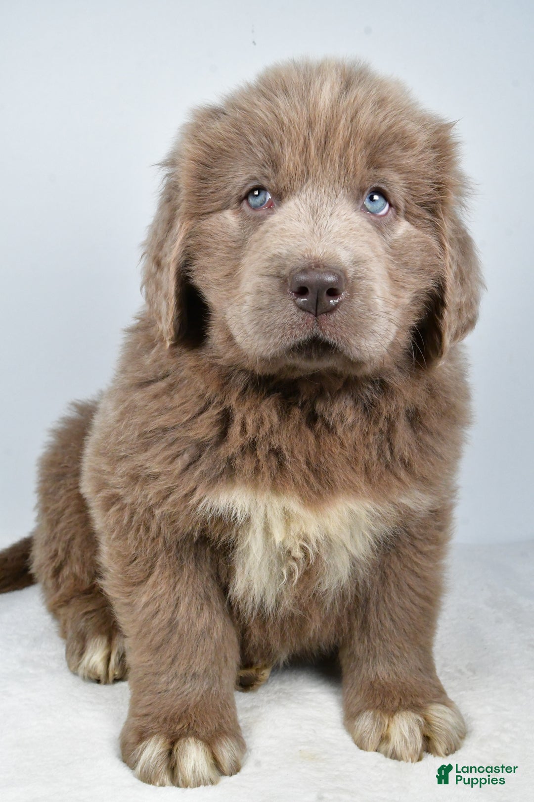 Newfoundland dogs for sale: Denver - Ad 2