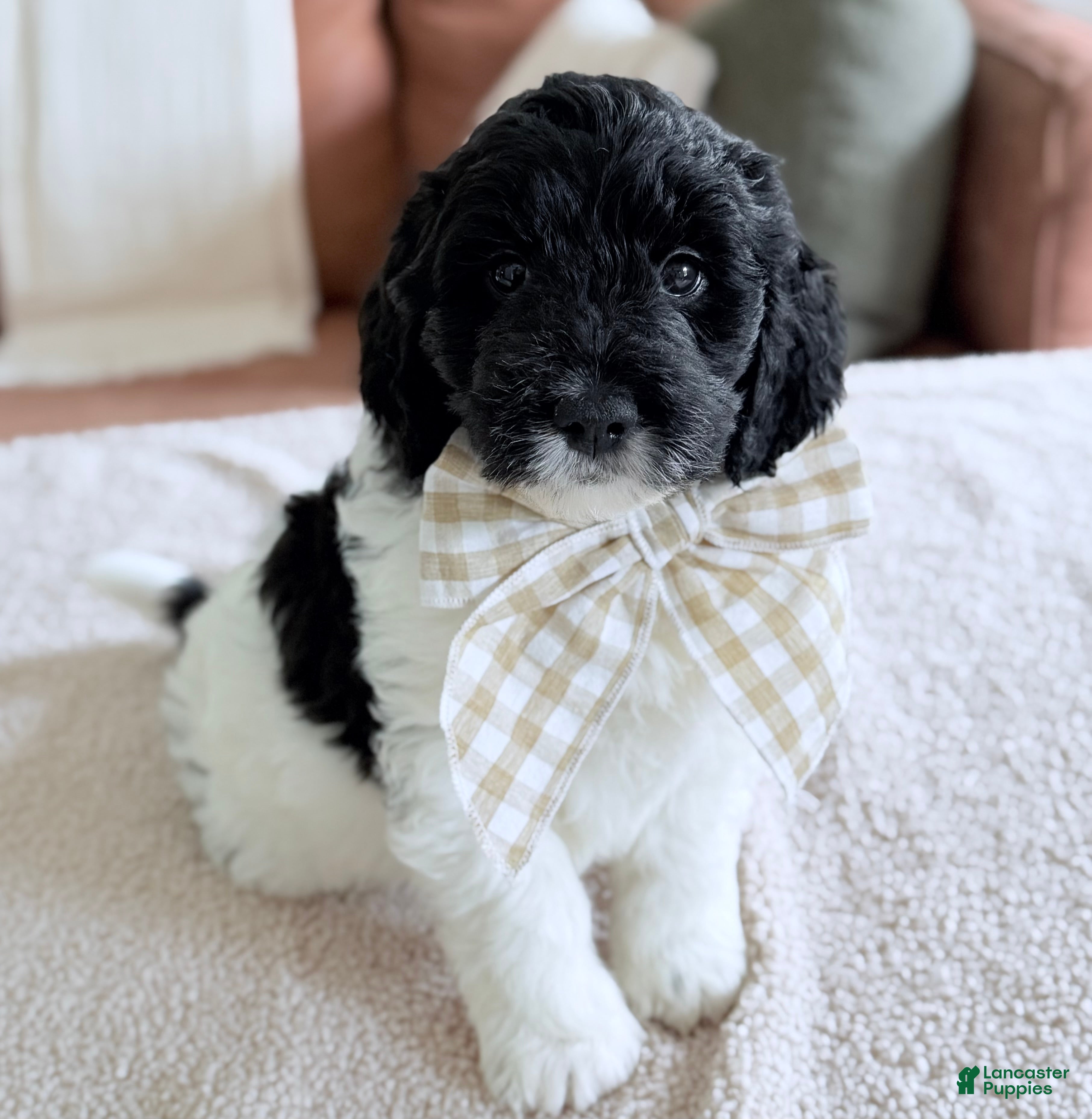 Goldendoodle dogs Binky - Ad 2