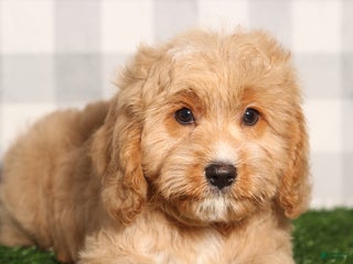Cavapoo dogs - Ad 10
