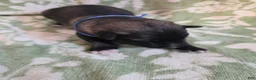 German Shepherd dogs for sale: Ares - Ad 4