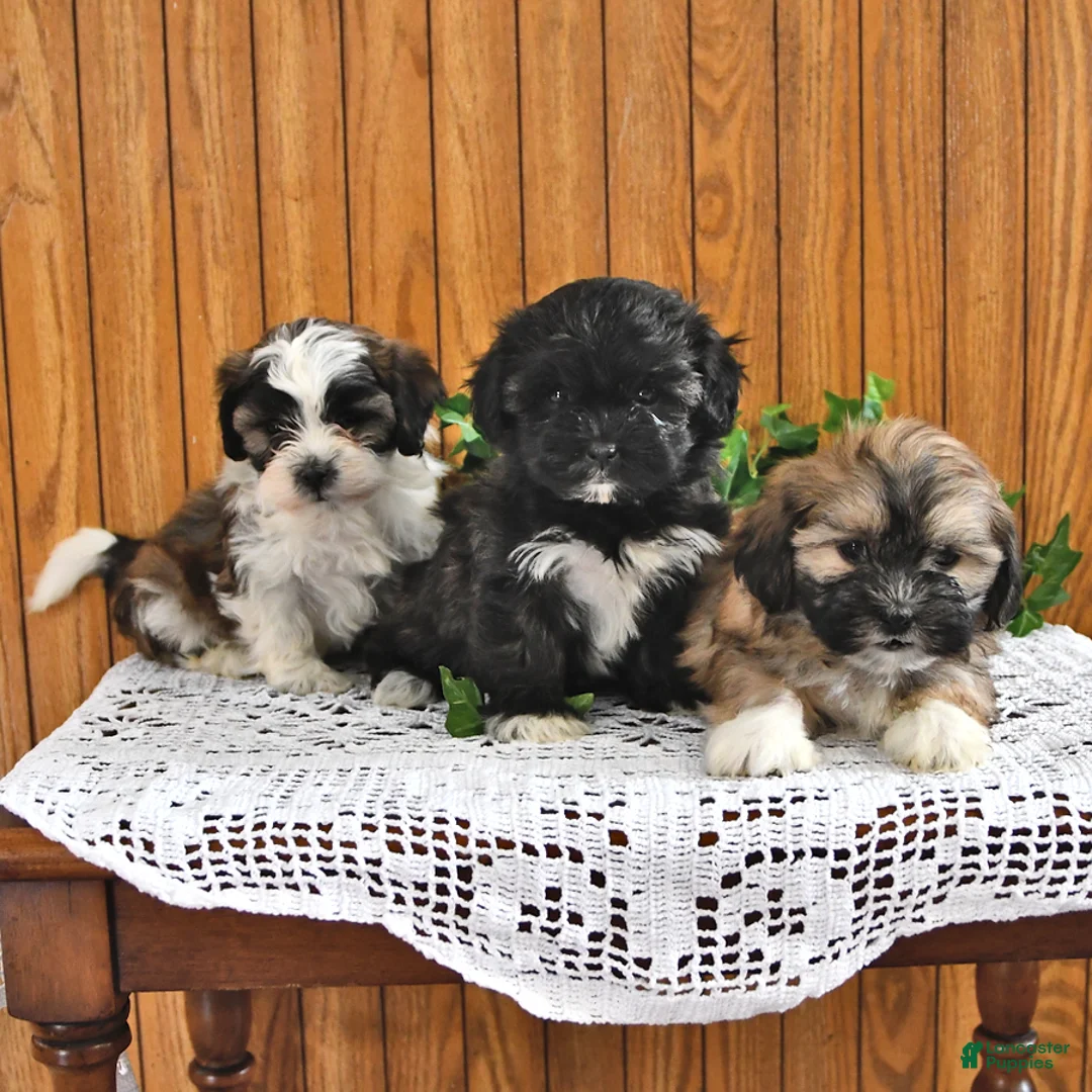 Gallery Image {{count}}