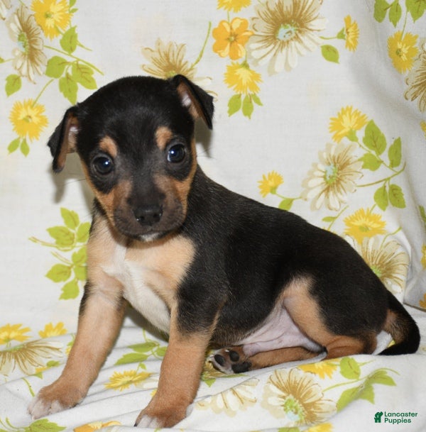 Rat Terrier dogs Monty - Ad 1