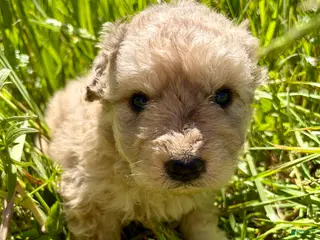 Mixed Breed dogs for sale: Matilda - Ad 4