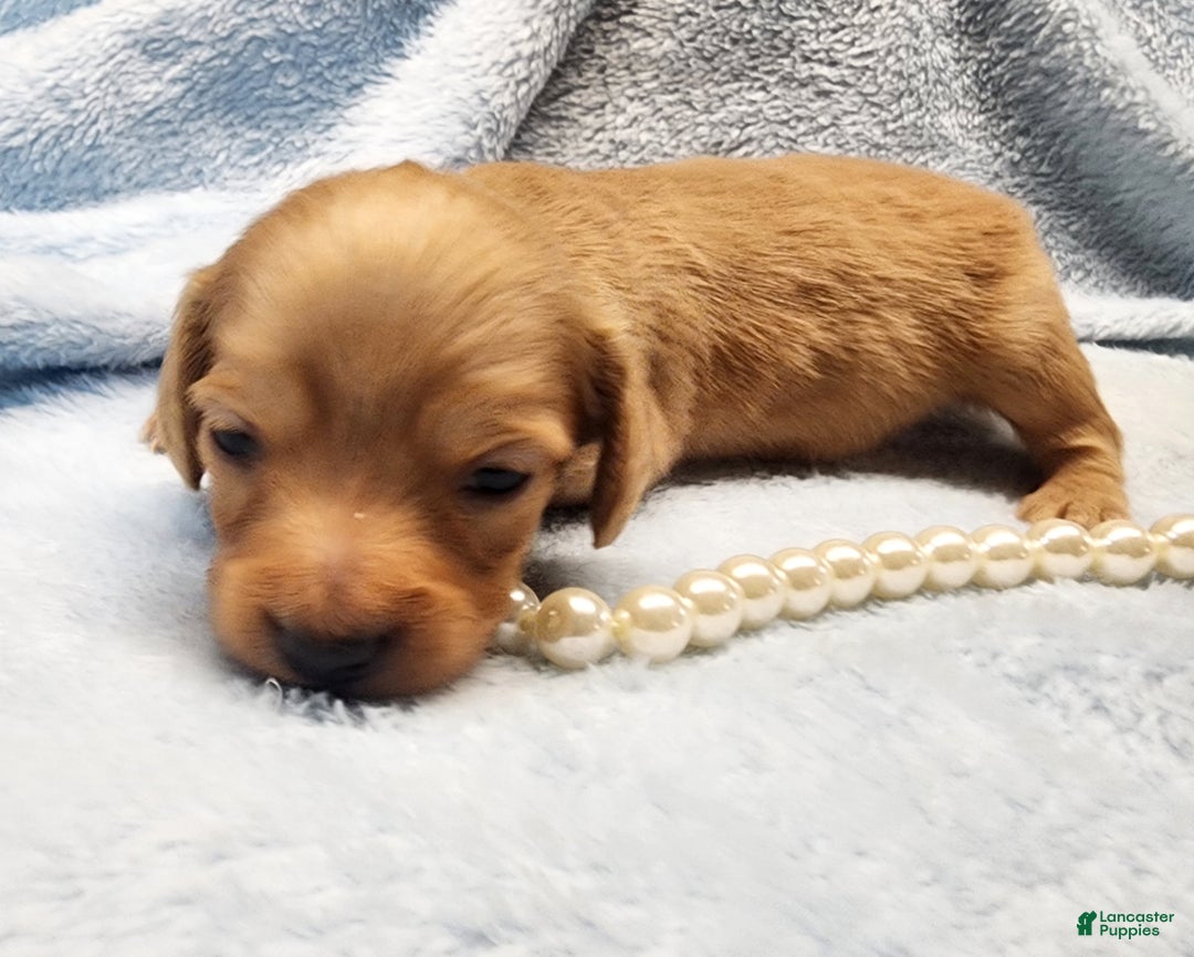 Miniature Dachshund dogs for sale: Teddy long hair - Ad 1