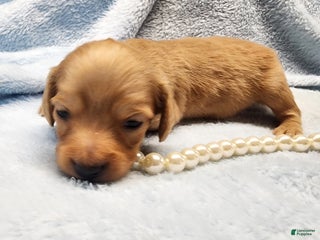 Miniature Dachshund dogs Teddy long hair - Ad 27