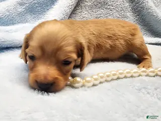 Miniature Dachshund dogs Teddy long hair - Ad 32