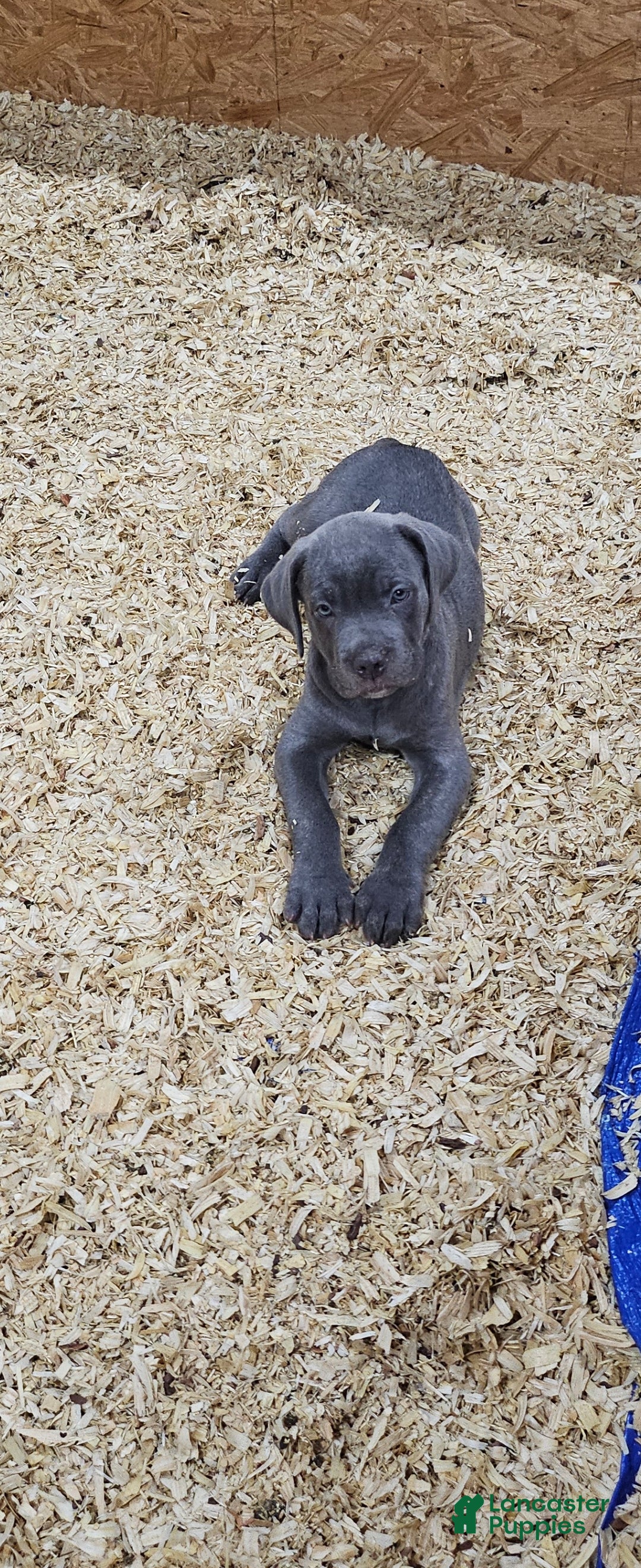 Cane Corso dogs Cane Corso 3 - Ad 27