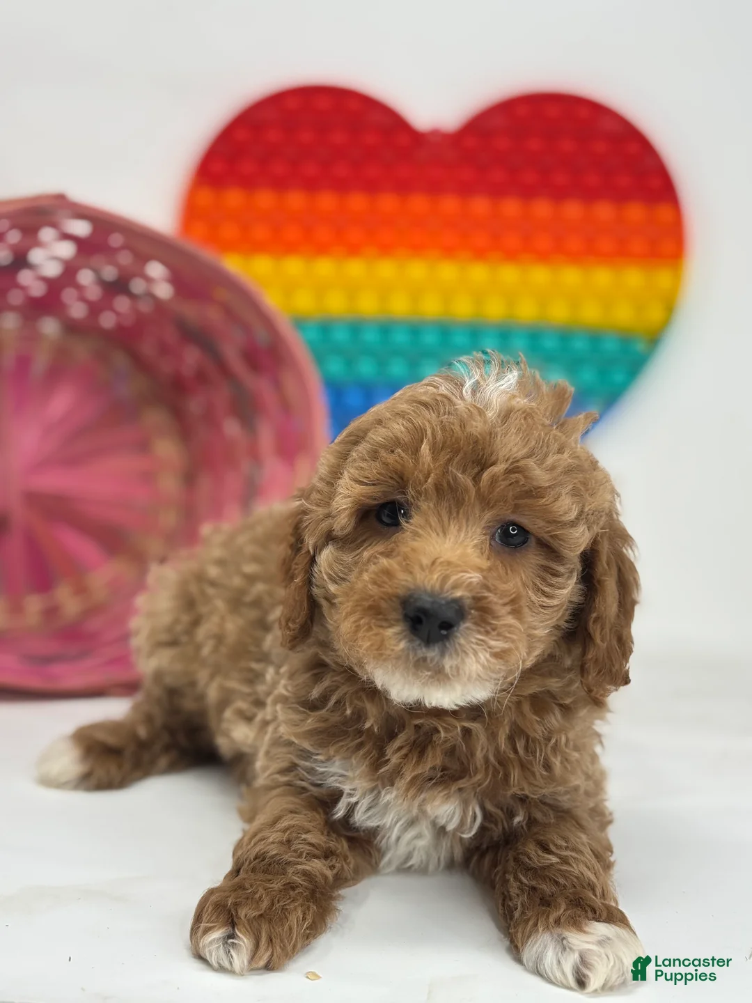 Mini Goldendoodle dogs for sale: Derek - Ad 3