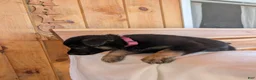 German Shepherd dogs for sale: ♥️SWEET RUBY♥️ - Ad 4