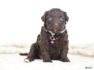 Portuguese Water Dog dogs Ruby - Ad 35