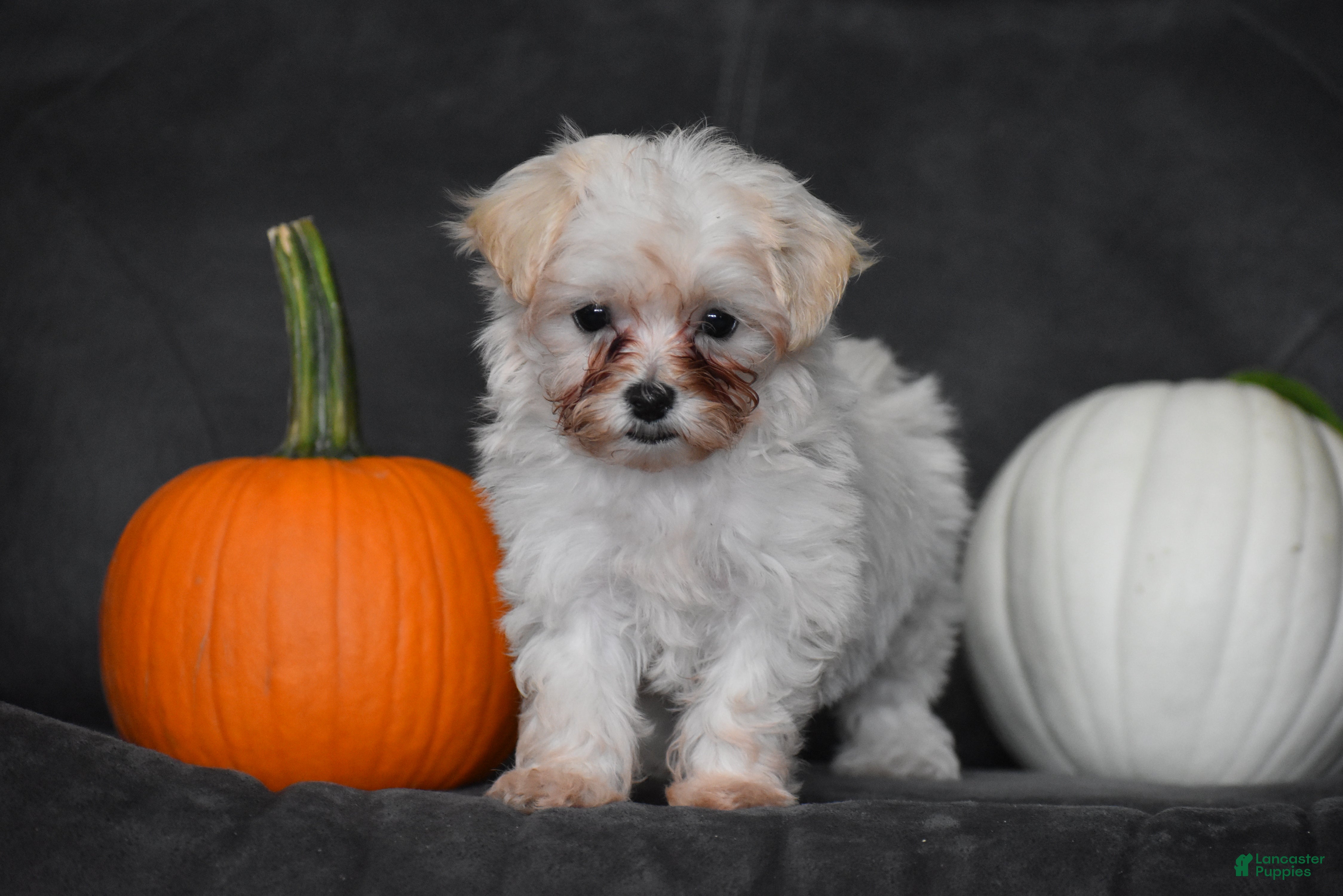 Maltipoo dogs Pippi - Ad 2