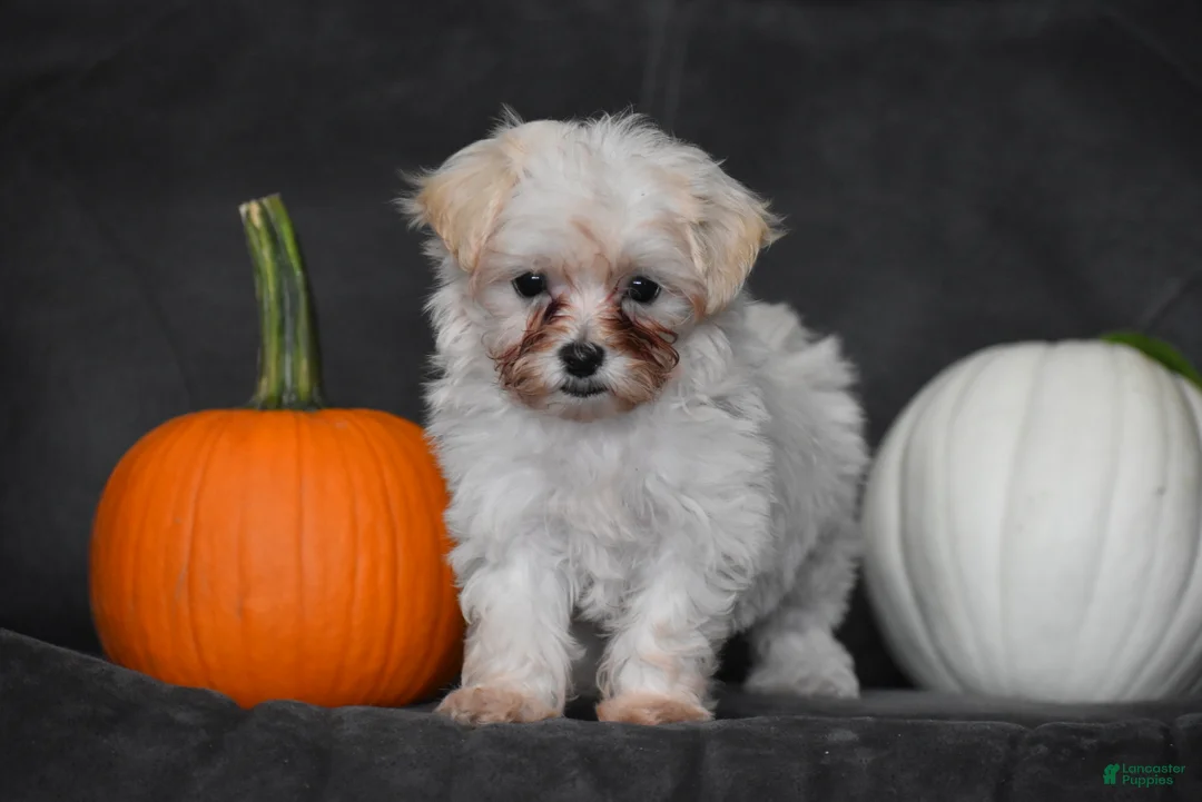 Maltipoo dogs for sale: Pippi - Ad 2