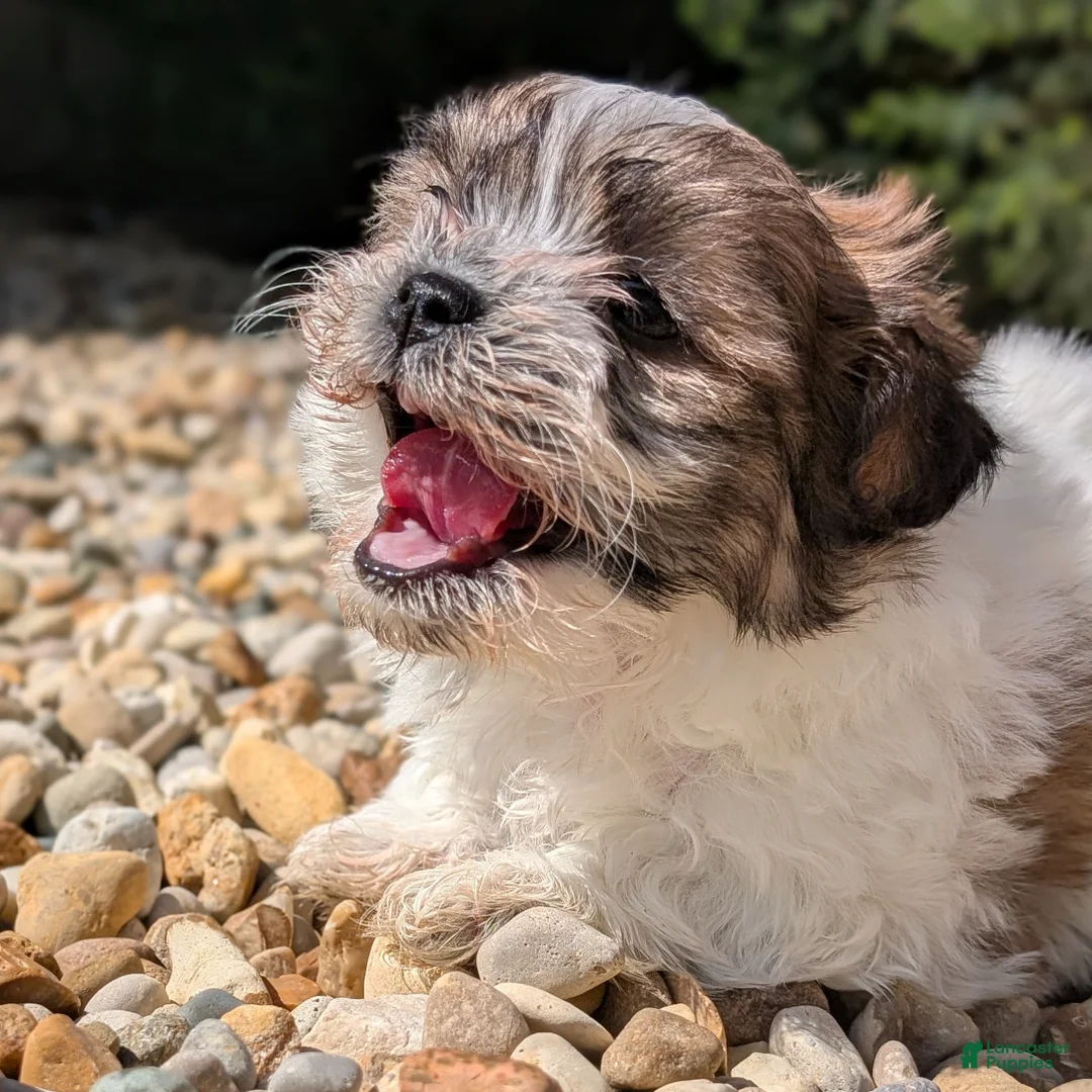 Teddy Bear dogs for sale: Summer - Ad 2