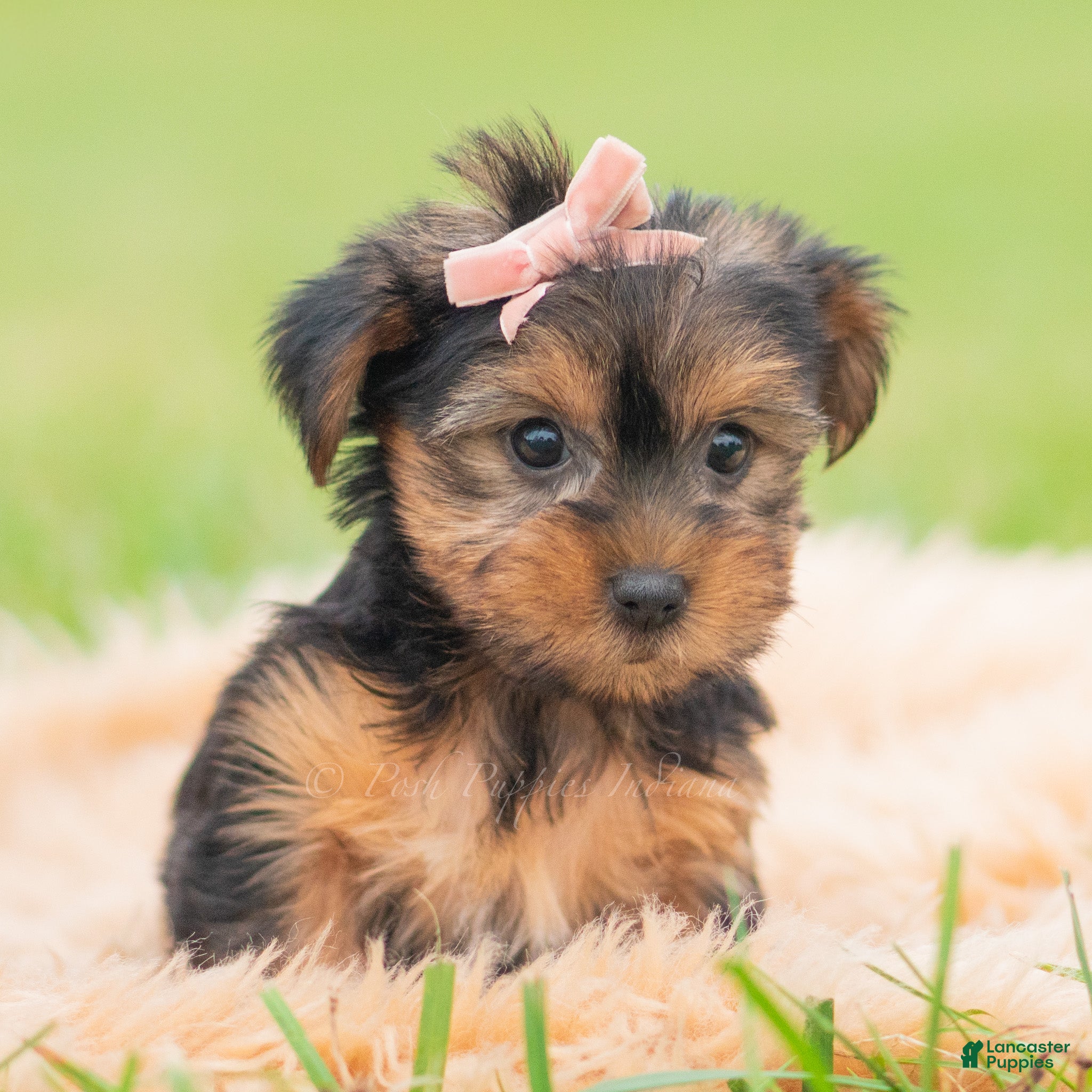 Yorkshire Terrier dogs for sale: Vivian - Ad 15
