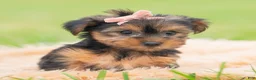 Yorkshire Terrier dogs for sale: Vivian - Ad 1