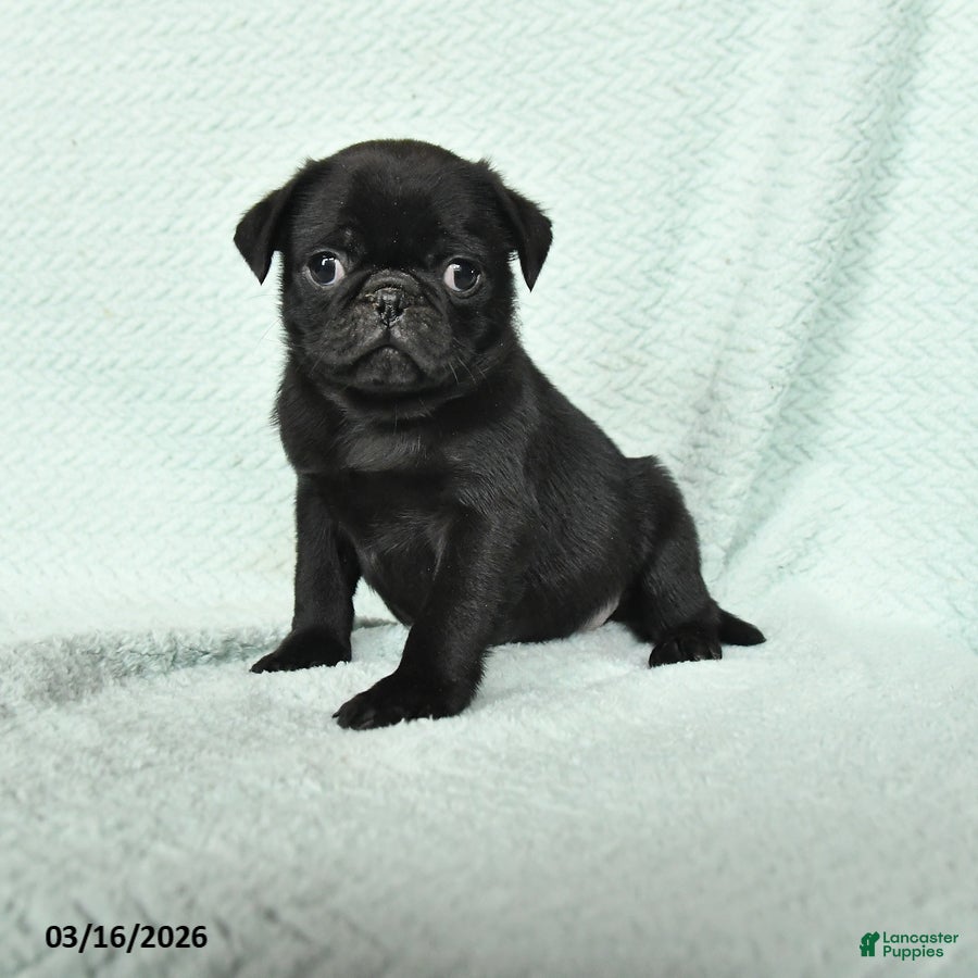 Pug dogs Abel - Ad 1