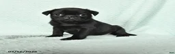 Pug dogs for sale: Abel - Ad 1