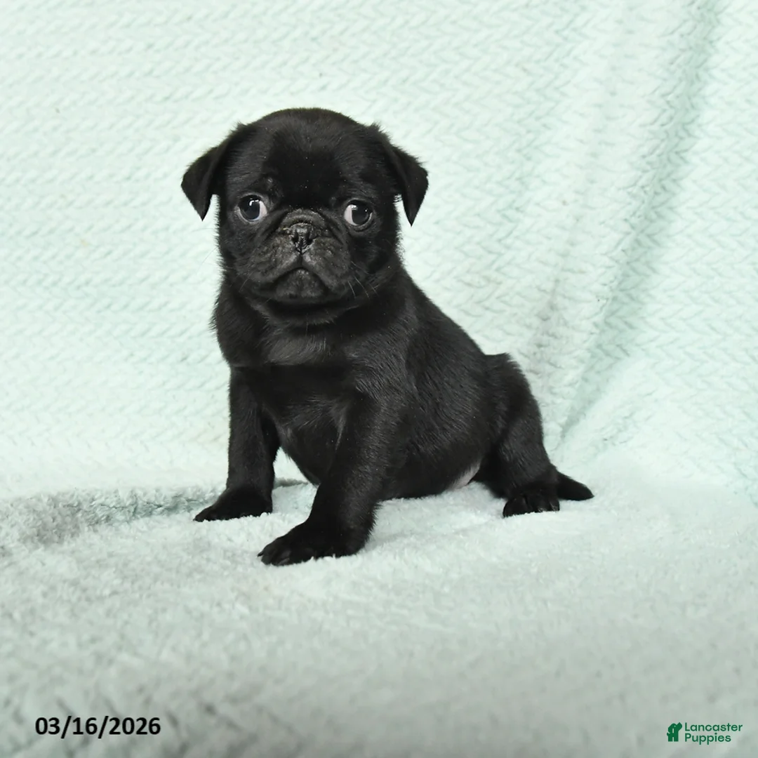 Pug dogs for sale: Abel - Ad 1
