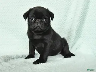 Pug dogs for sale: Abel - Ad 1