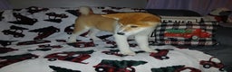Akita dogs for sale: Astra - Ad 20