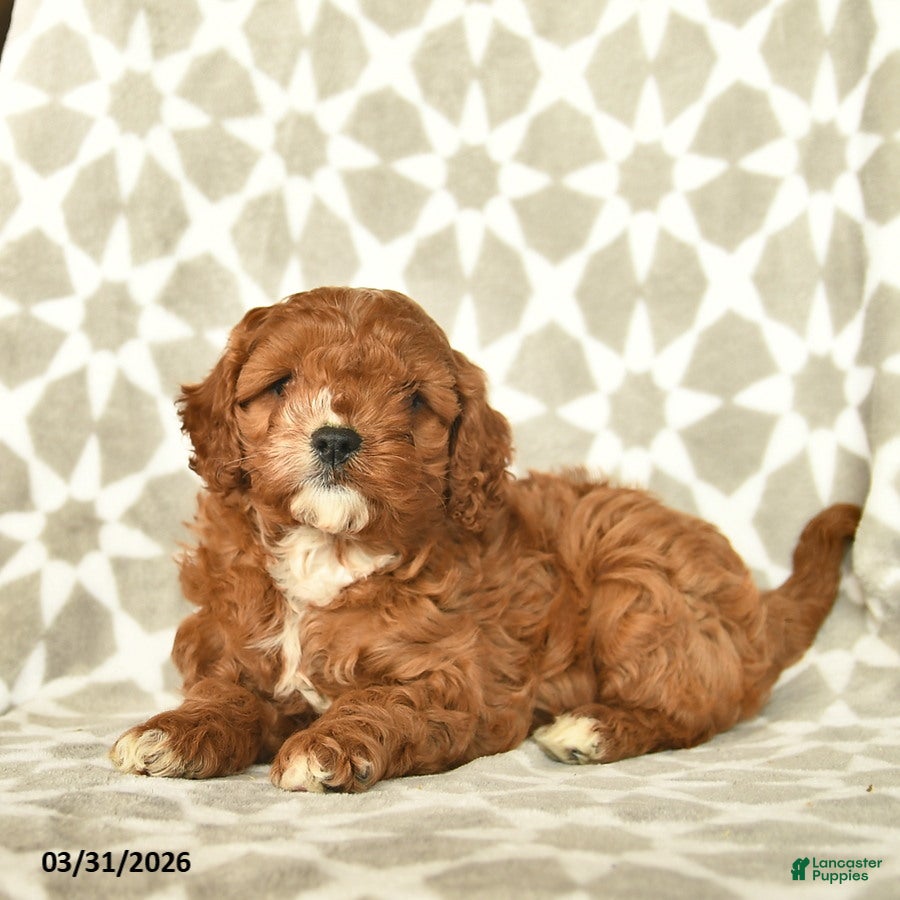Cavapoo dogs Ivy  - Ad 2