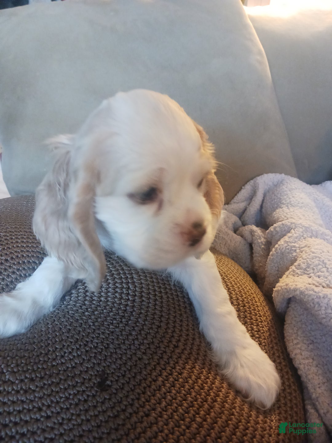 Cocker Spaniel dogs for sale: SLOANE - Ad 1