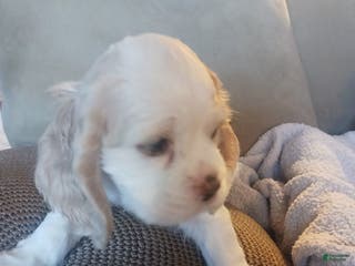 Cocker Spaniel dogs SLOANE - Ad 5