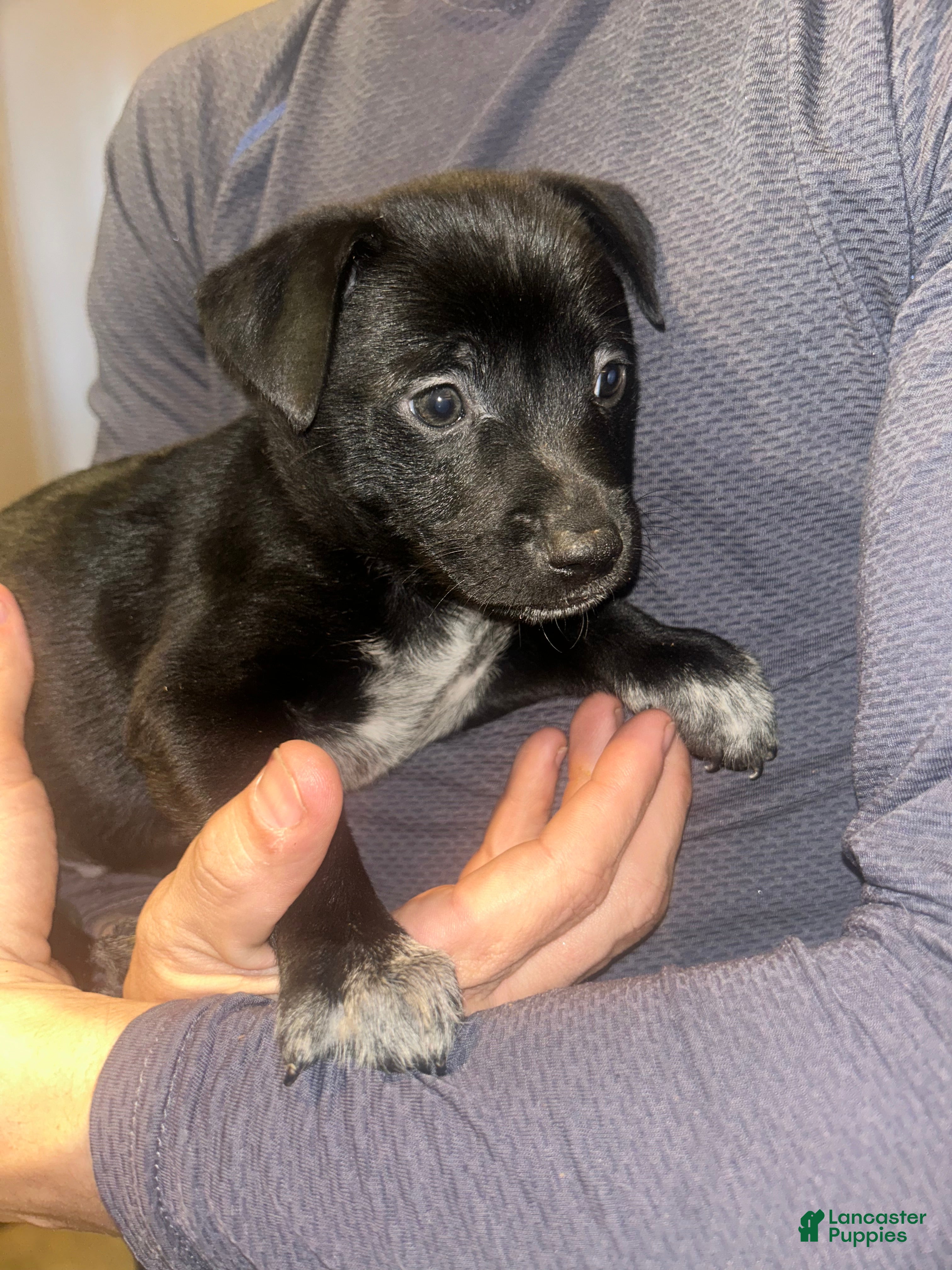 Mixed Breed dogs Jax - Ad 18