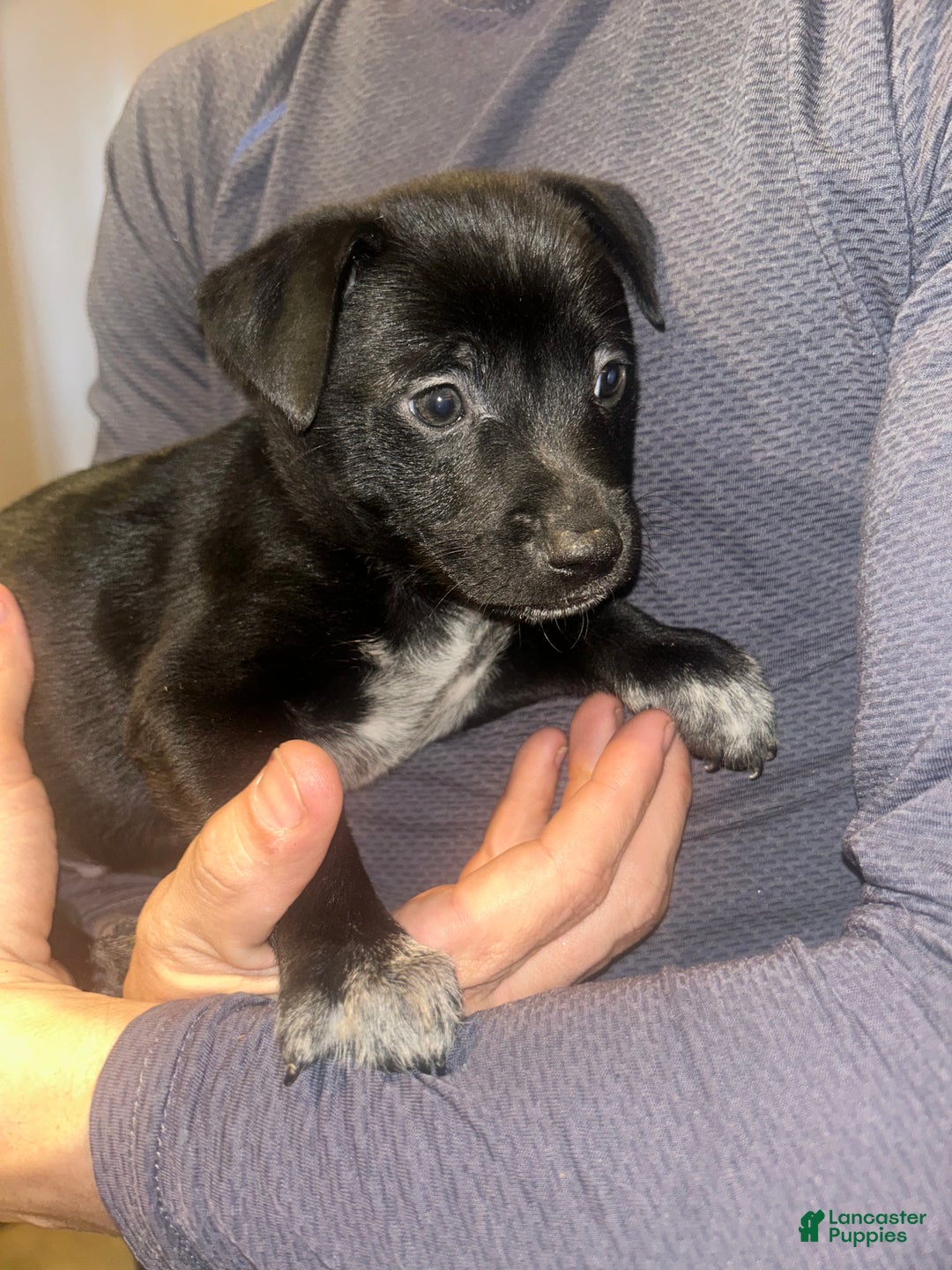 Mixed Breed dogs for sale: Jax - Ad 1