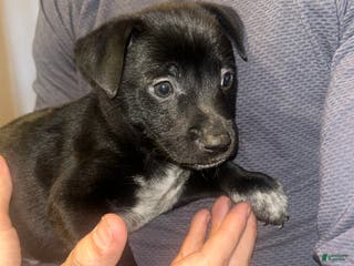 Mixed Breed dogs Jax - Ad 23