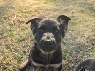 German Shepherd dogs German Shepherd Puppy 7 - Ad 34