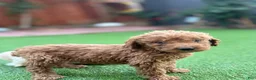 Standard Poodle dogs for sale: Charlie - Ad 4