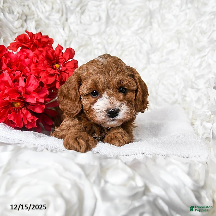 Cavapoo dogs Angel - Ad 1