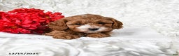 Cavapoo dogs for sale: Angel - Ad 1