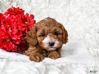Cavapoo dogs Angel - Ad 1