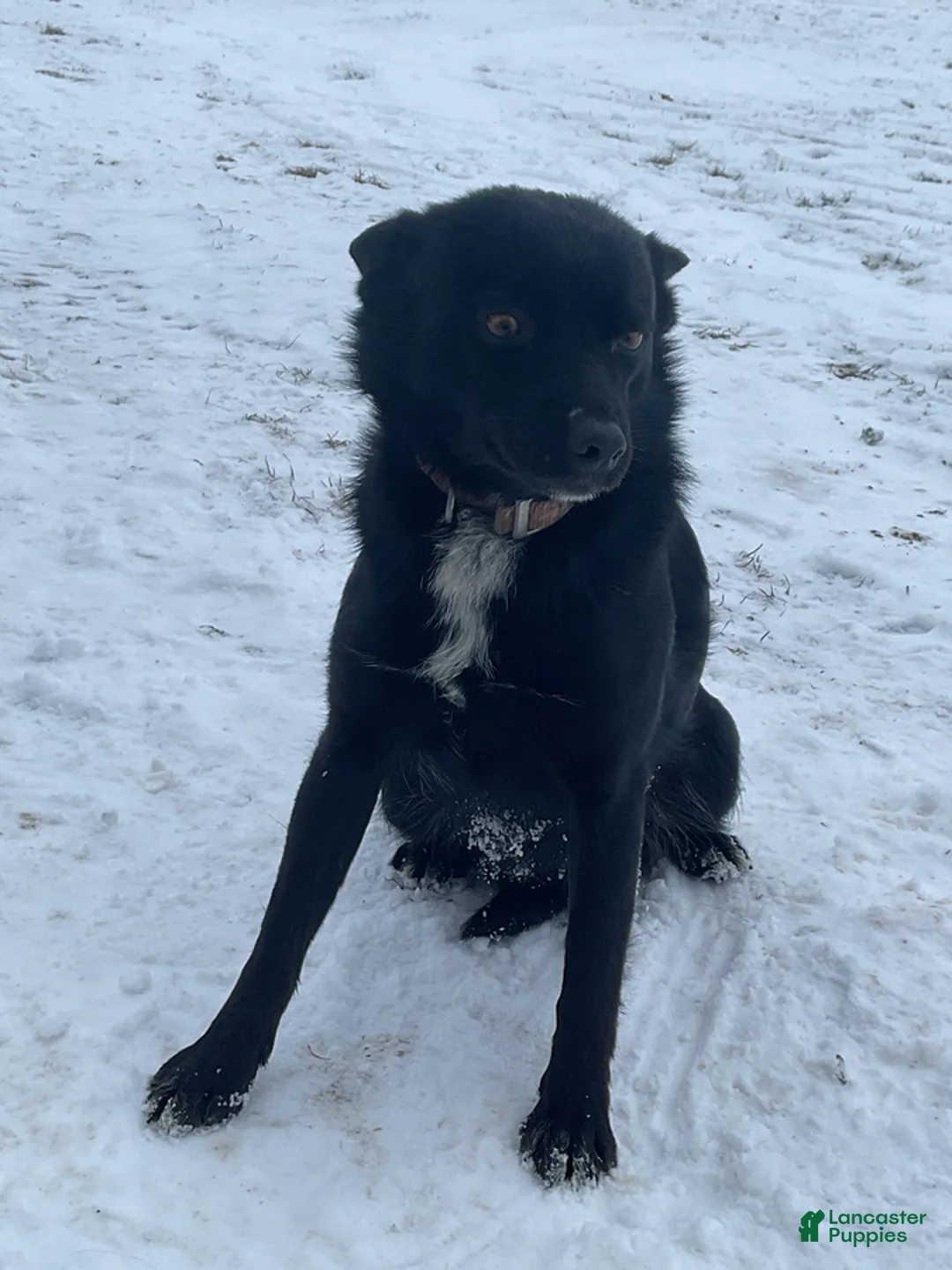 Pomsky dogs for sale: Mia  - Ad 6