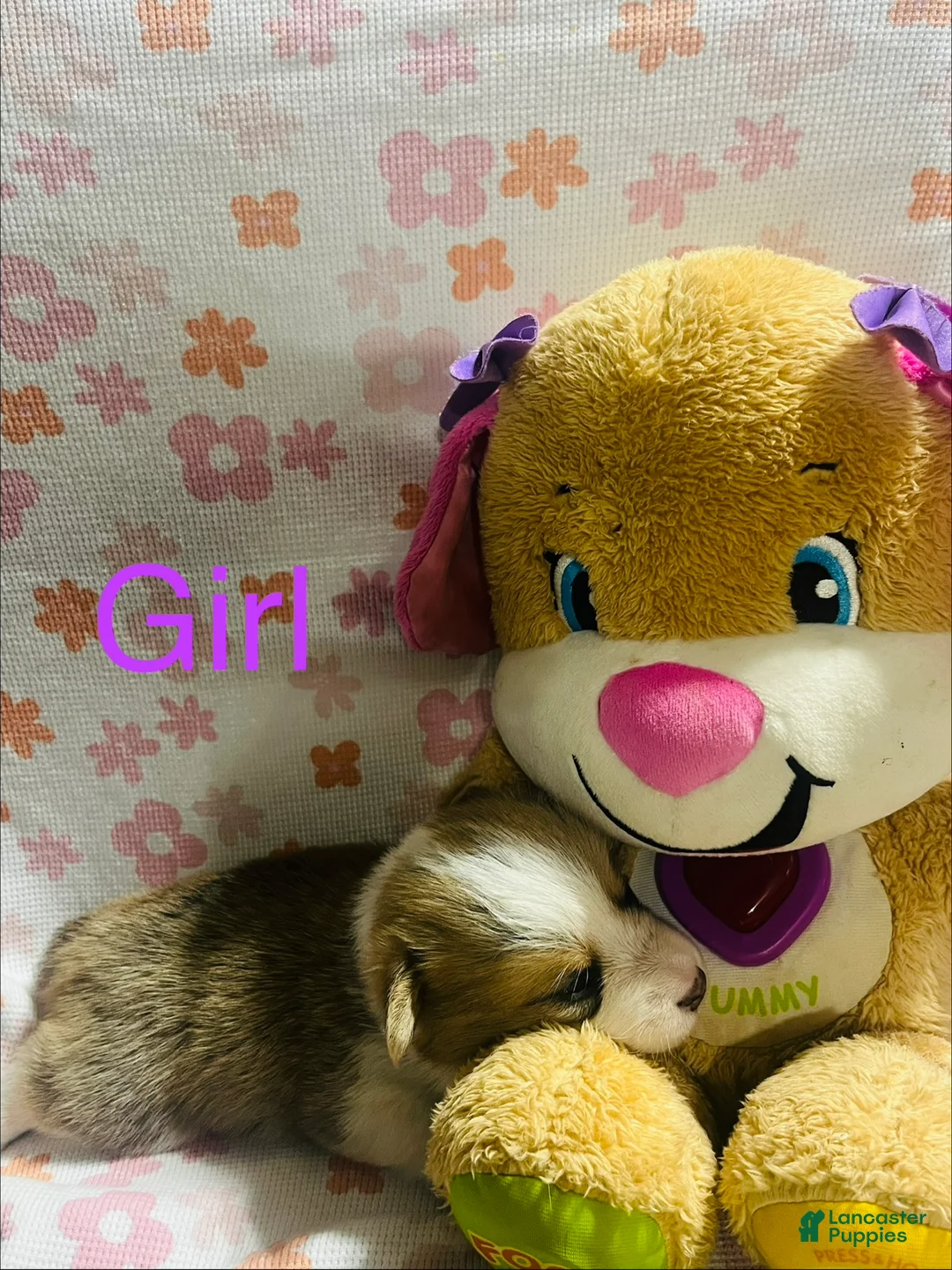 Welsh Corgi Pembroke dogs for sale: Welsh Corgi Pembroke Puppy 3 - Ad 1