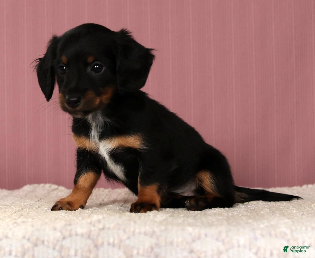 Miniature Dachshund dogs for sale: Kimberly - Ad 2