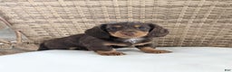Miniature Dachshund dogs for sale: Coco - Ad 3