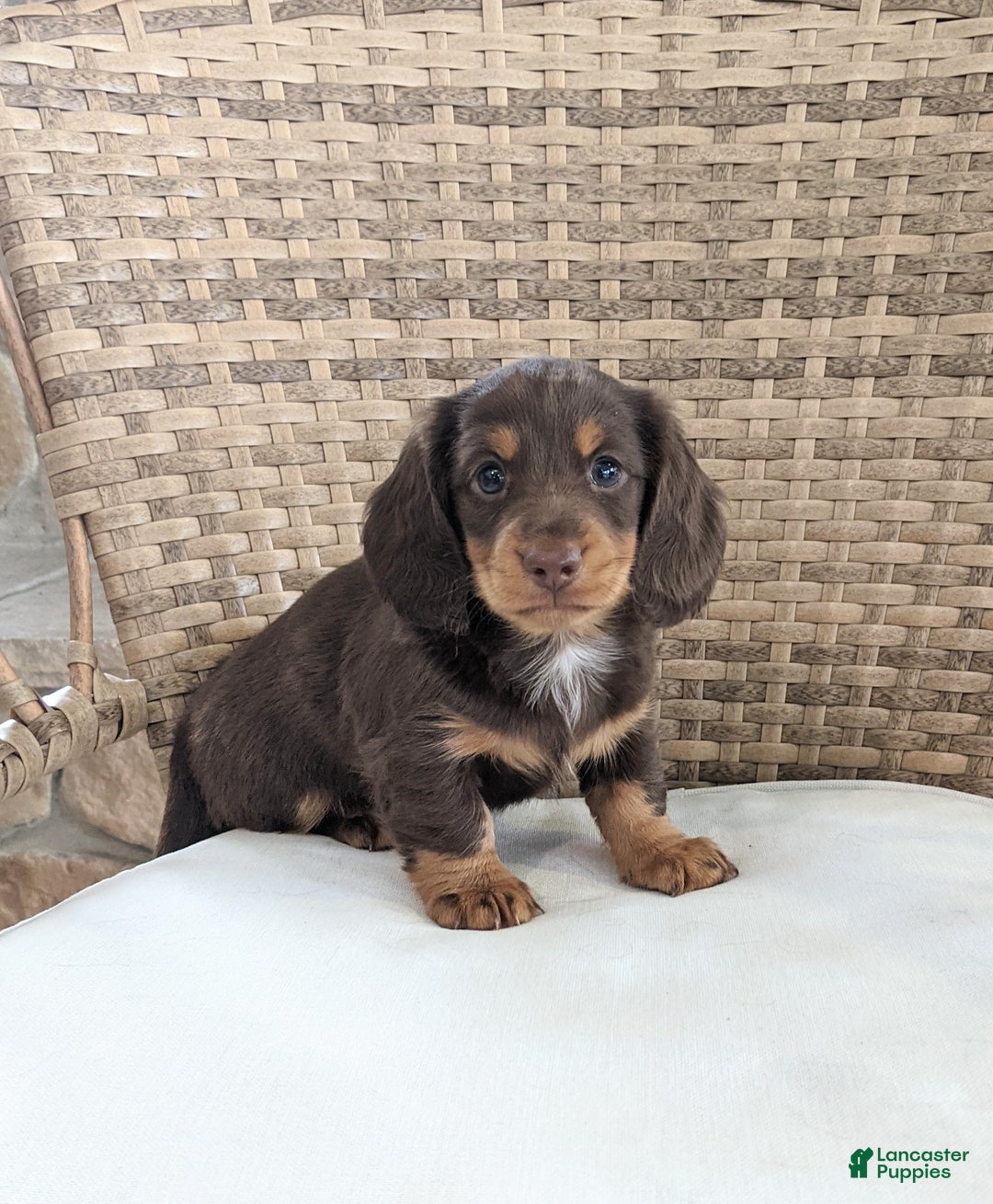 Miniature Dachshund dogs for sale: Coco - Ad 3