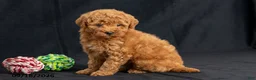 Mini Goldendoodle dogs for sale: Daisy - Ad 3