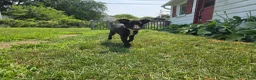 Border Collie dogs for sale: Mona - Ad 3