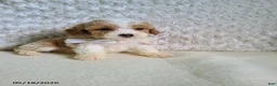 Bichpoo dogs for sale: Pinto - Ad 5